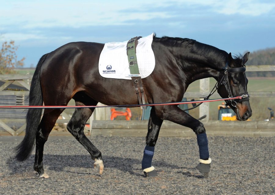 Lunging a horse in a chambon