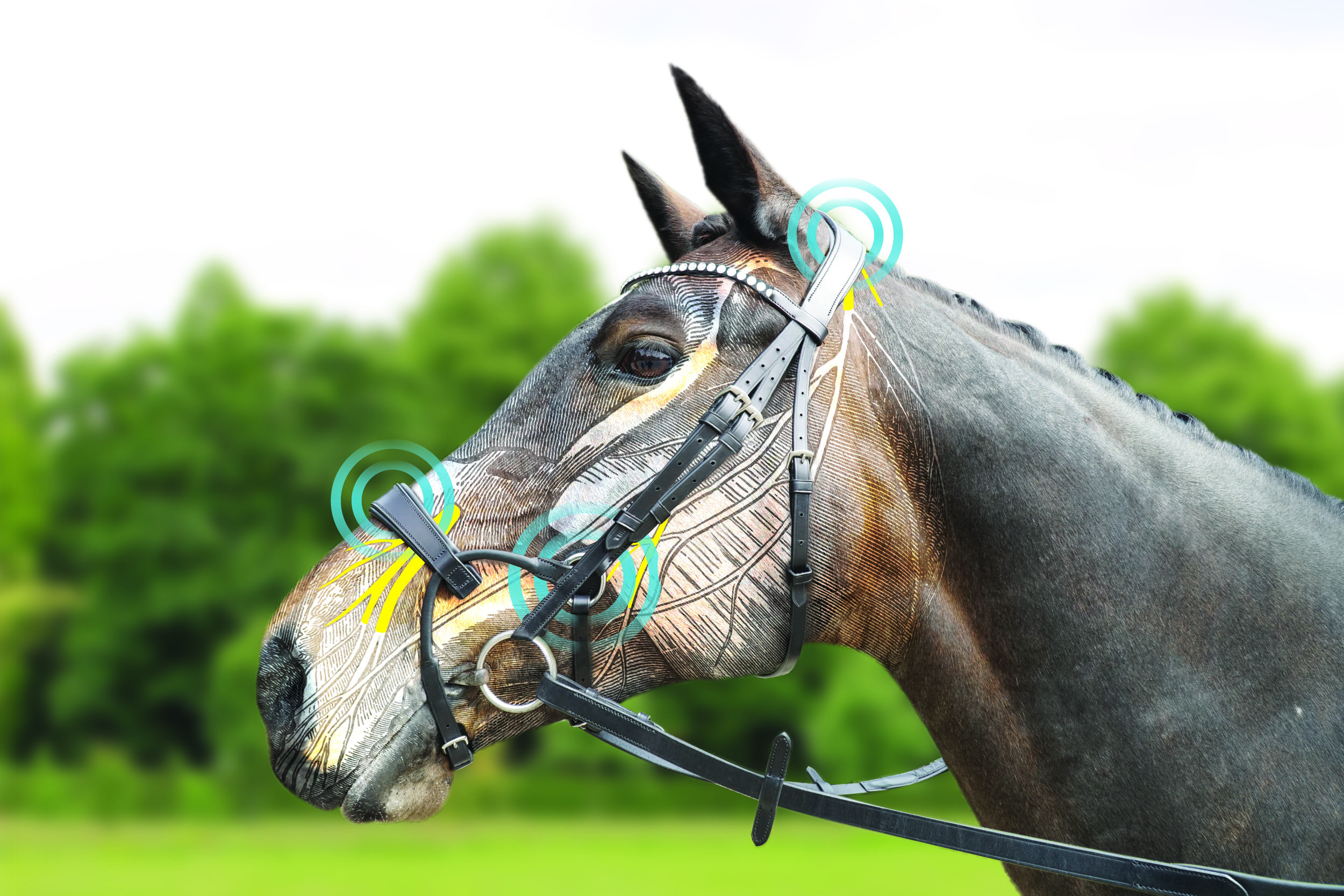 Four anatomical bridles from Comfitec™ designed with horse anatomy in