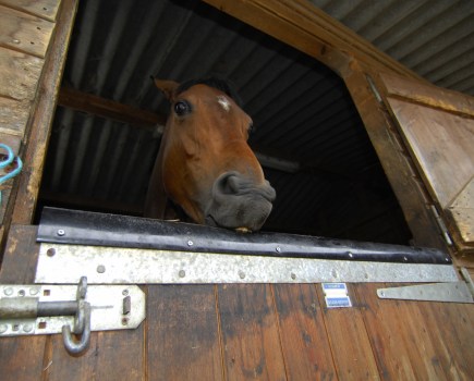 Pictured is a horse wind sucking on the top of their stable door, which is one of the most common stereotypies (vices) in horses