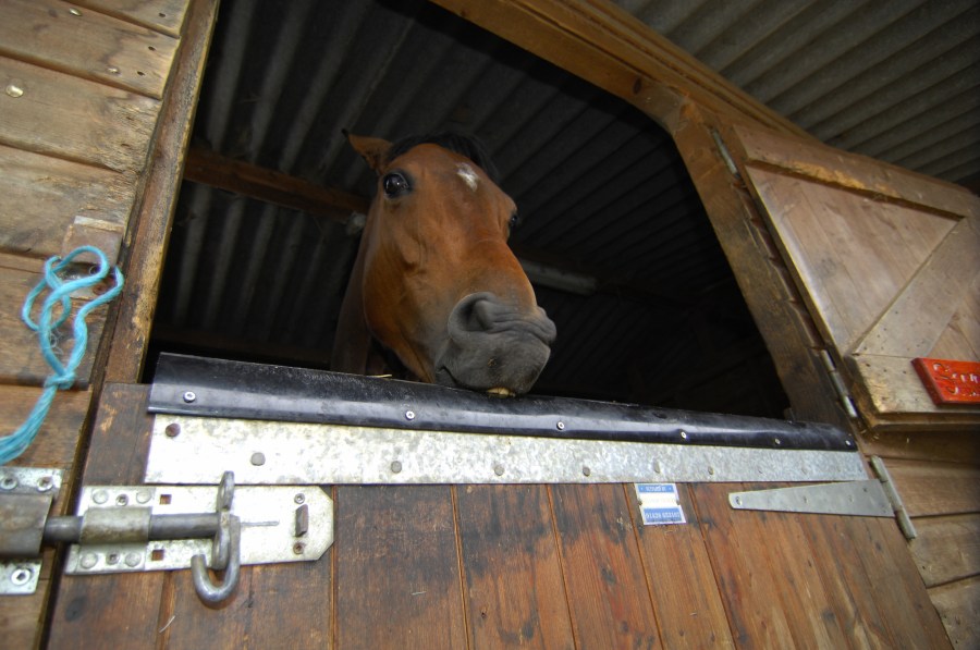 Pictured is a horse wind sucking on the top of their stable door, which is one of the most common stereotypies (vices) in horses