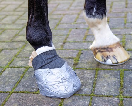 Pictured is a front hoof with a poultice on