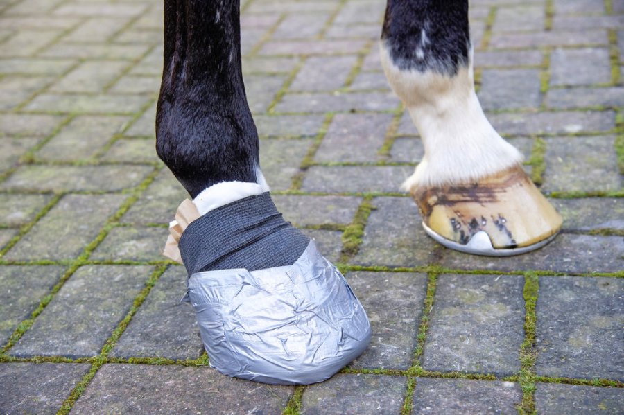 Pictured is a front hoof with a poultice on