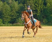 Pictured is a chestnut horse and rider cantering across a field: calorie-burning exercise such as this is key to managing a horse's weight and fitness