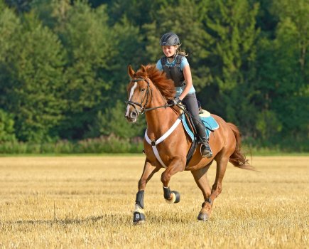 Pictured is a chestnut horse and rider cantering across a field: calorie-burning exercise such as this is key to managing a horse's weight and fitness