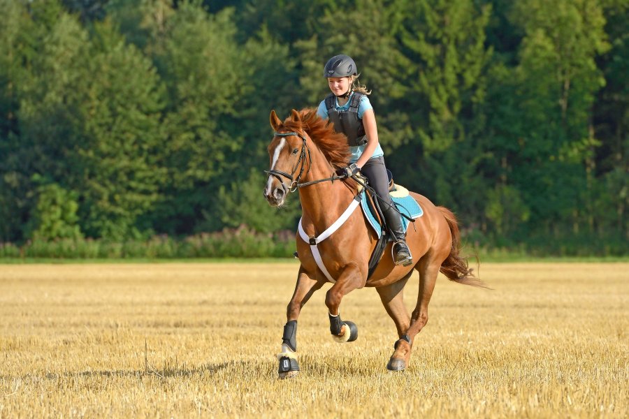 Pictured is a chestnut horse and rider cantering across a field: calorie-burning exercise such as this is key to managing a horse's weight and fitness