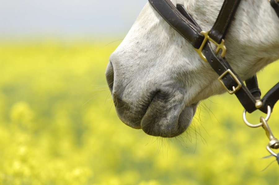 Headshaking in horses has many causes