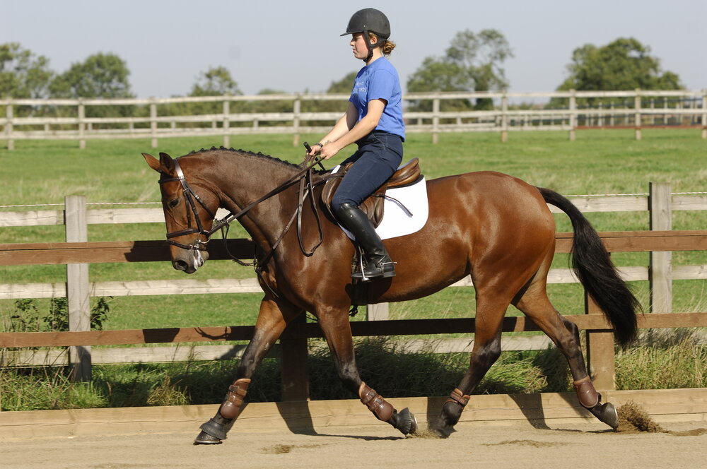 Getting Your Horse Back Into Work Your Horse