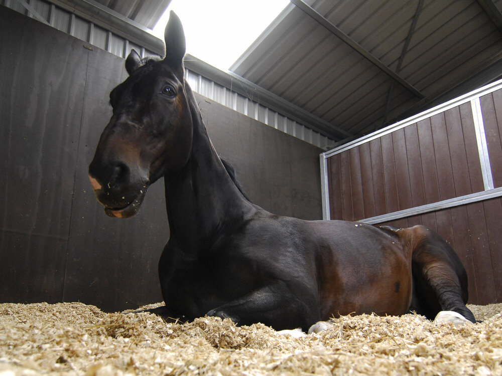 Bedding for Allergyprone Horses Your Horse