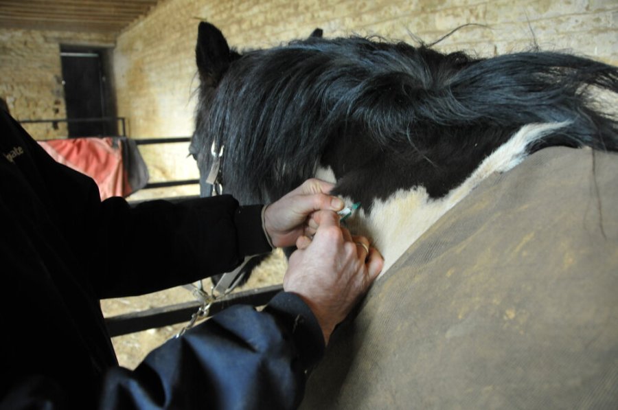 How to Help a Needle Shy Horse Their Phobia Your Horse