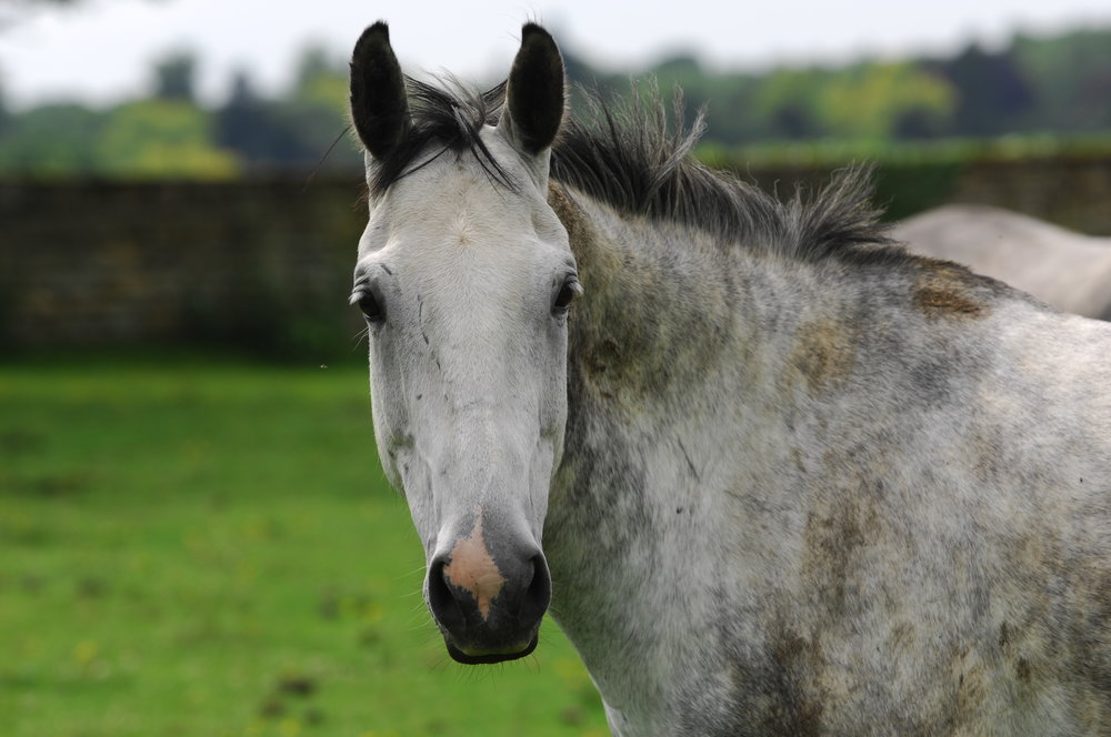 How Do You Know When It’s Time to Let an Old Horse Go? - Your Horse