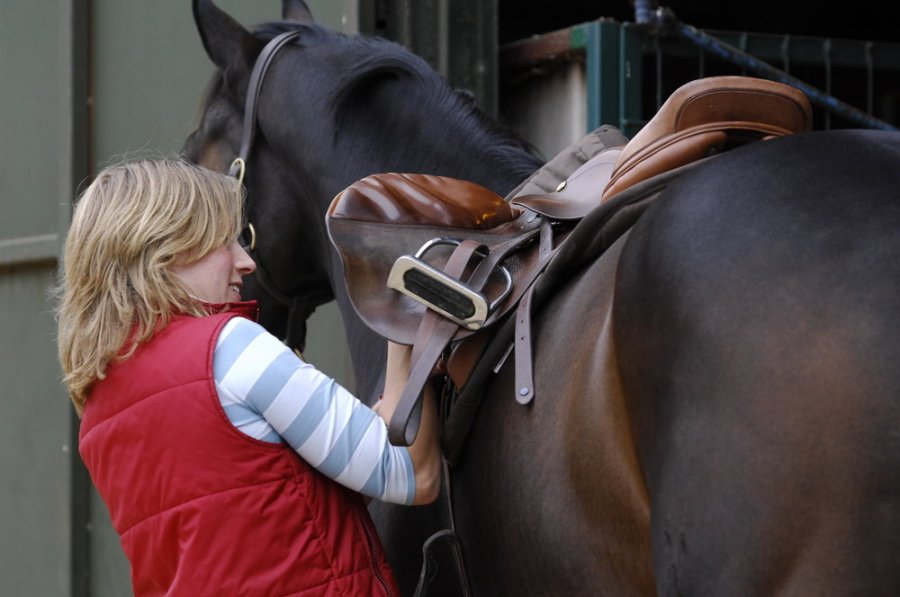 Pictured is a rider doing up their horse's girth, an essential item of tack