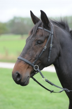 Easytrek UK Bitless Anatomical Bridles Quality Leather with Deluxe Grip Reins 