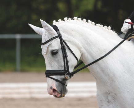 Poor topline needs correcting for better movement and a stronger horse