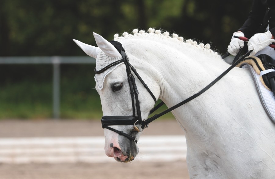 Poor topline needs correcting for better movement and a stronger horse