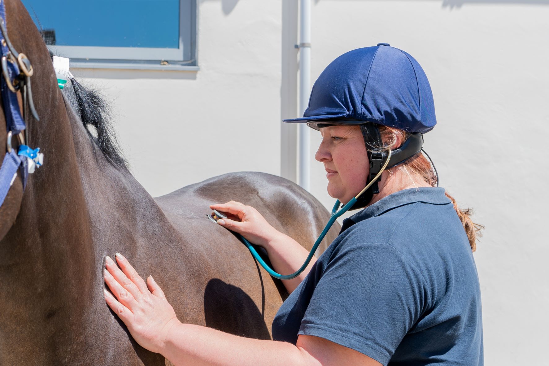 New project aims to enhance careers of equine vet nurses Your Horse