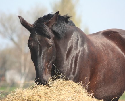 Pictured is a horse eating hay: correct diet and management is key to a healthy digestive system