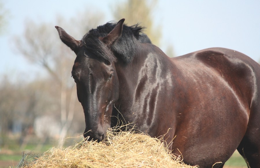 Pictured is a horse eating hay: correct diet and management is key to a healthy digestive system