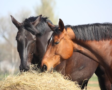 Pictured are two horses eating from a large round hay bale