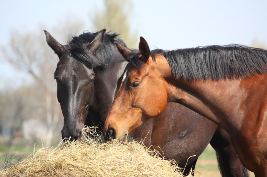 Pictured are two horses eating from a large round hay bale