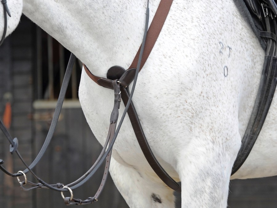 A grey horse wearing an elastic Y-fit breastplate 