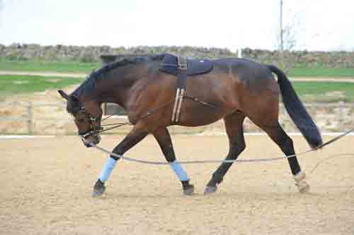 Equiami standard lungeing aid
