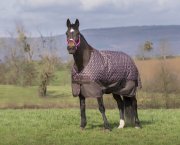 Horse in field wearing a turnout blanket