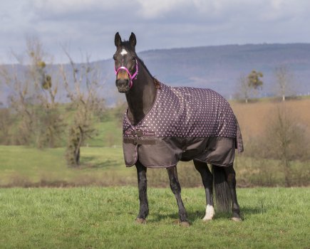 Horse in field wearing a turnout blanket