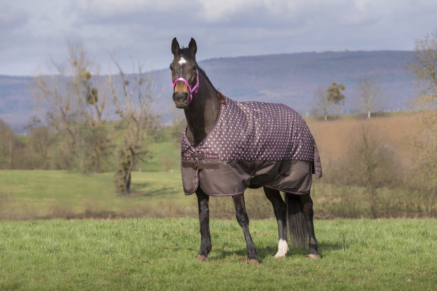 Horse in field wearing a turnout blanket
