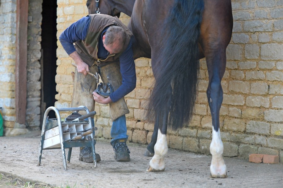Navicular The signs, why it happens and how it's treated Your Horse