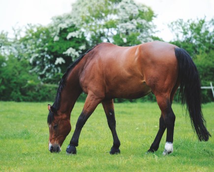 Pictured is a male horse grazing, who may require sheath cleaning