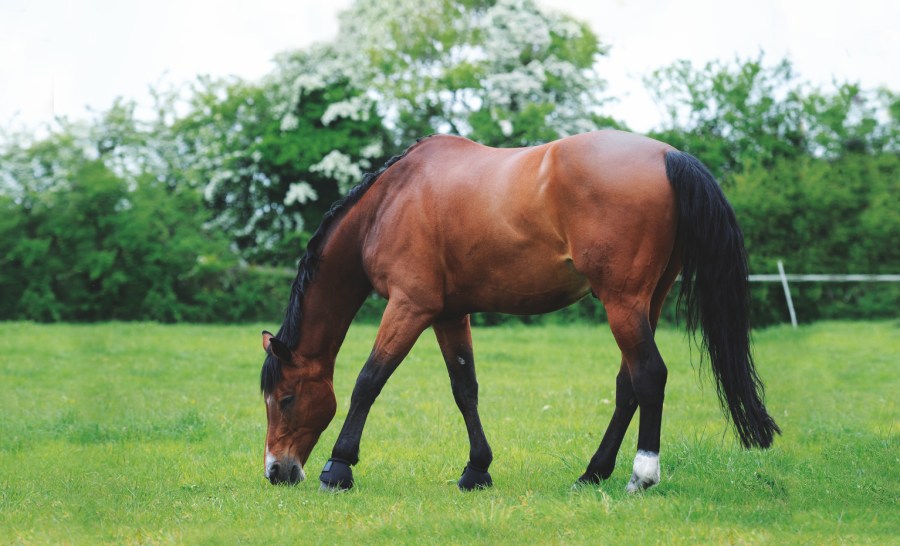 Pictured is a male horse grazing, who may require sheath cleaning