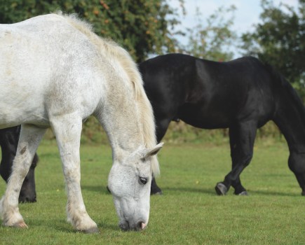 Pictured is a grey horse and a black horse grazing in a field; grass is fundamental in good horse diet