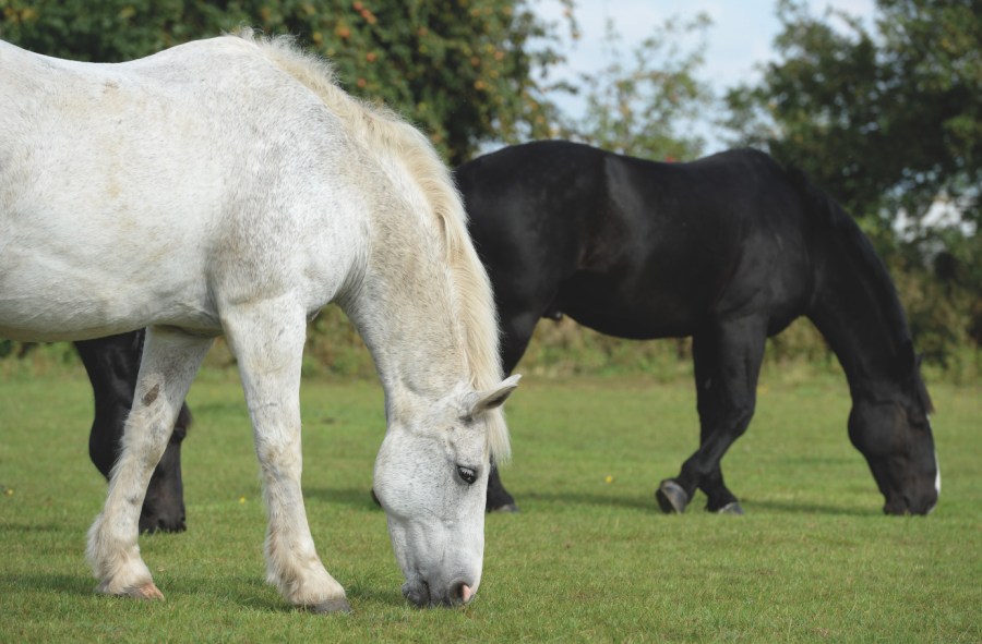 Pictured is a grey horse and a black horse grazing in a field; grass is fundamental in good horse diet