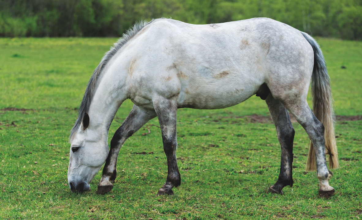 Fit Not Fat Archives Your Horse