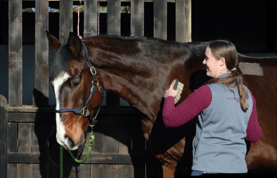 Horse grooming with a flick brush