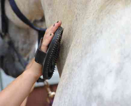 Pictured is a grey horse being groomed with a rubber curry comb