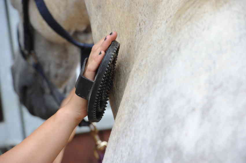 Pictured is a grey horse being groomed with a rubber curry comb