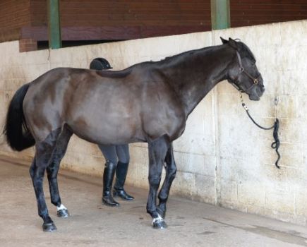 Pictured is a black horse tied up to a wall with their ears flat back, teeth bared and swishing their tail and threatening a back leg towards their handler. This sort of behaviour will escalate if a horse isn't listened to