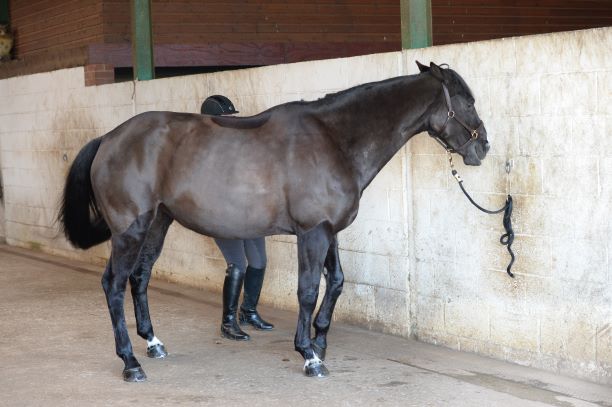 Pictured is a black horse tied up to a wall with their ears flat back, teeth bared and swishing their tail and threatening a back leg towards their handler. This sort of behaviour will escalate if a horse isn't listened to