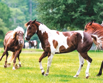 Accidents happen - especially in the field! Make sure your horse wound care knowledge is up to scratch with our veterinary advice