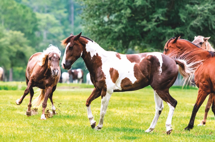 Accidents happen - especially in the field! Make sure your horse wound care knowledge is up to scratch with our veterinary advice