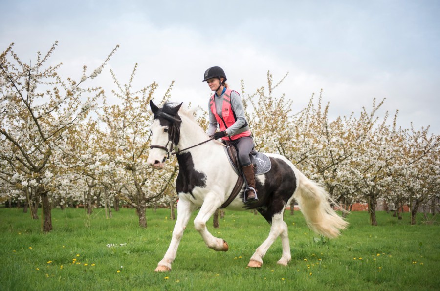 Pictured is a female rider hacking a horse wearing pink high vis and cantering along a field