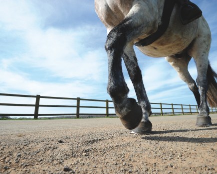 Standing on something as simple as a stone can cause a punctured sole, which is very painful for a horse