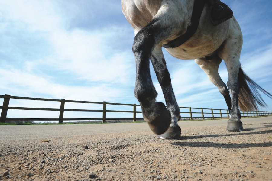 Standing on something as simple as a stone can cause a punctured sole, which is very painful for a horse