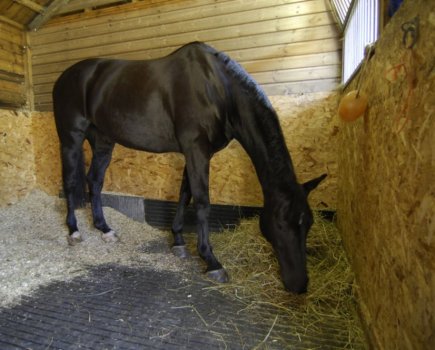 Pictured is a horse eating hay off the floor, which is best for all, especially those with equine asthma