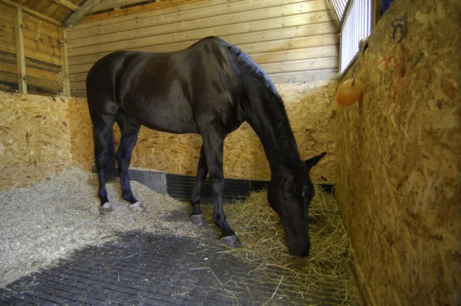 Pictured is a horse eating hay off the floor, which is best for all, especially those with equine asthma