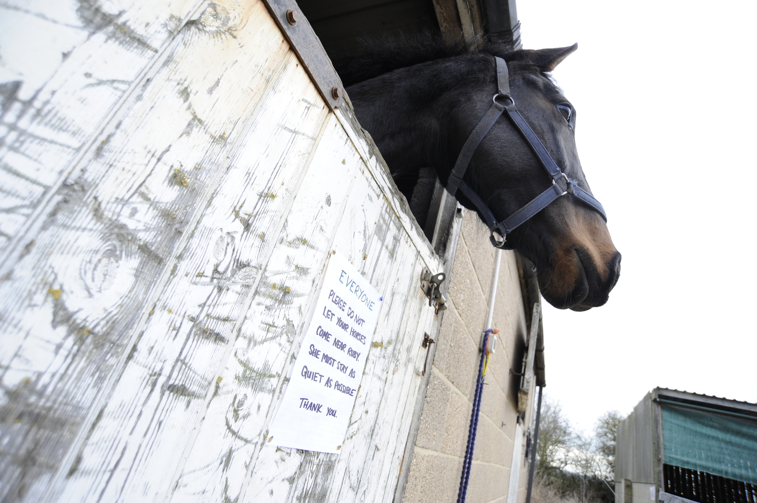 Help Him Survive Box Rest Your Horse