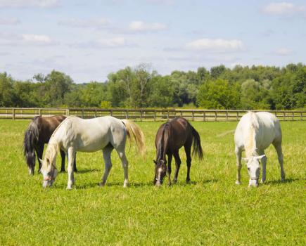 Horse field management: a herd of horses graze in a lovely green paddock
