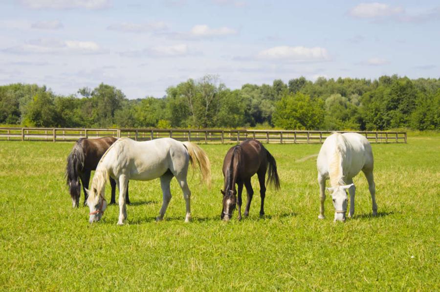 Horse field management: a herd of horses graze in a lovely green paddock