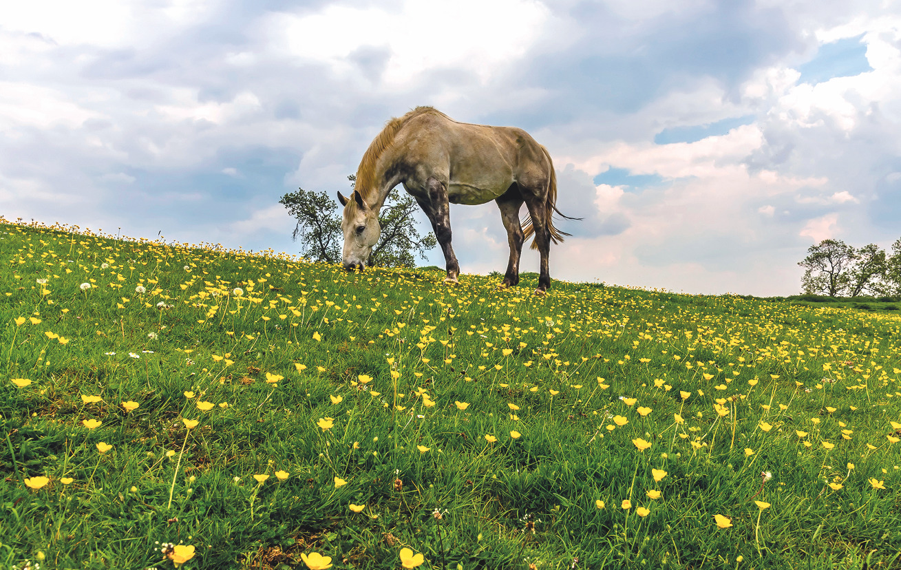 Horse worming annual testingled schedule to follow plus how to